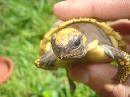 Hatchling Yellow Footed Tortoise